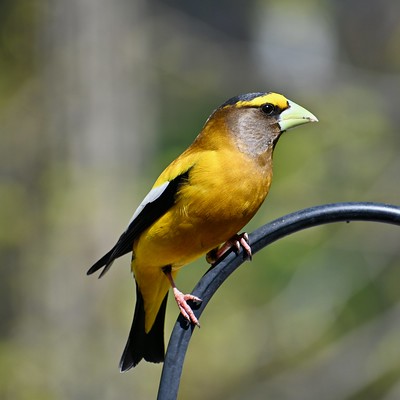 Evening grosbeak