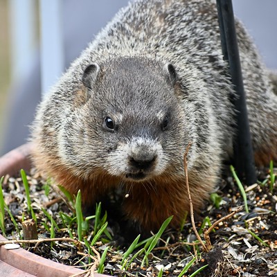 Groundhog