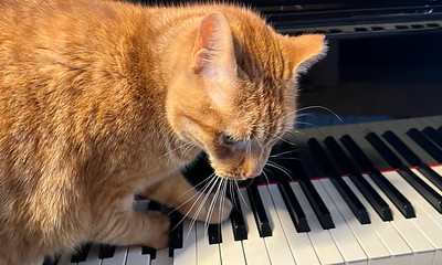 Piano cat